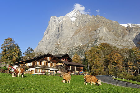 Grindelwald, Bondgård, fjällvandring, hösten, postkartenmotiv, trähus, Alpin