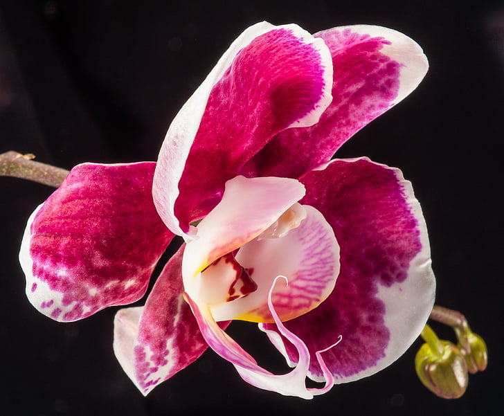 orchidea, Blossom, Bloom, bianco rosso, chiudere