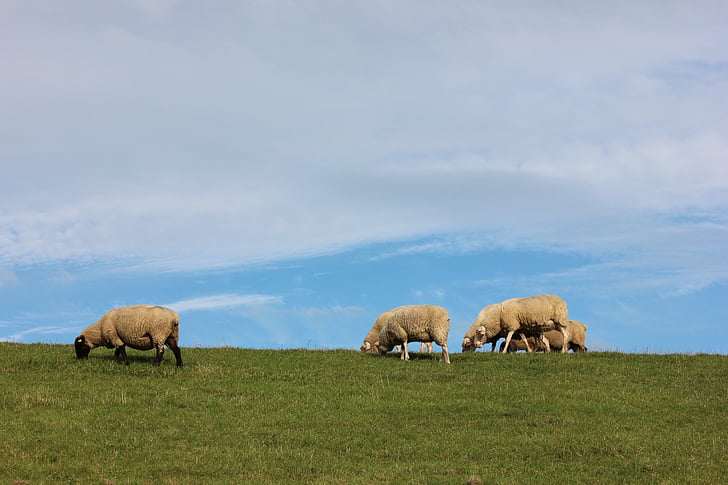 πρόβατα, ανάχωμα, Varel, Βόρεια θάλασσα
