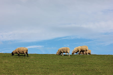 schapen, Dijk, Varel, Noordzee