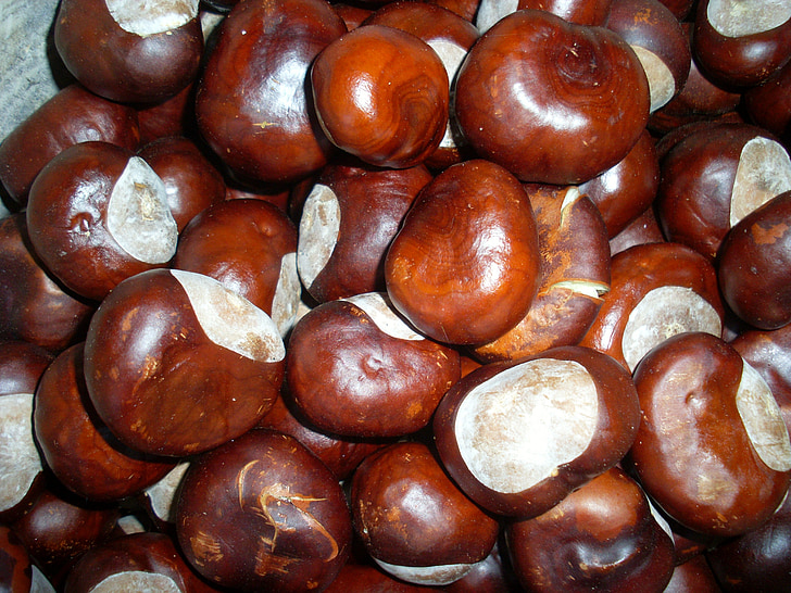 Chestnut, efterår, nødder