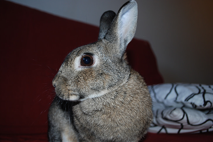 rabbit, pets, portrait