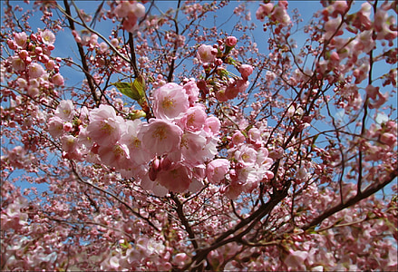 Pavasaris, puķe, daba, rozā krāsa, koks, Pavasaris, Japāna