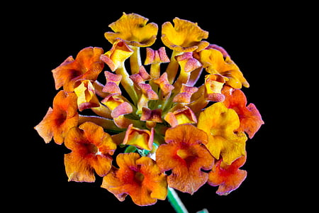 lantana, lantana camara, ornamental plant, orange, yellow, flower, blossom