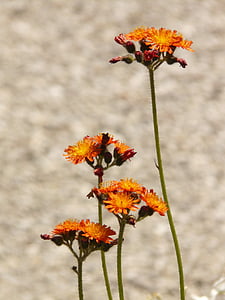 red orange hawkweed, hawkweed, composites, orange, flower, blossom, bloom