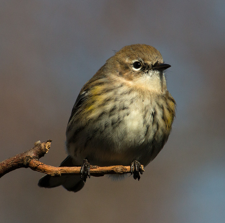 spevavý žltá Penice, vták, malé, plavý, setophaga coronata, posadené, strom