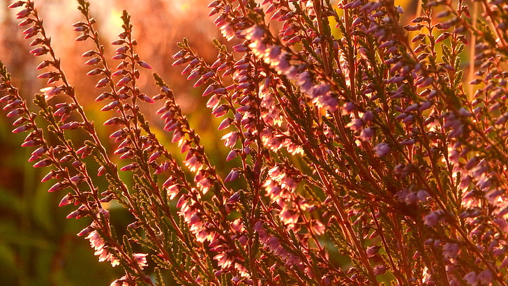 Heather, Ericaceae, blomster