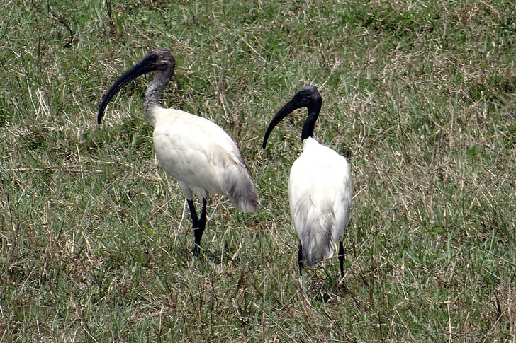 l'ibis capnegre, ibis blanc oriental, Threskiornis melanocephalus, Escolopàcid, ocell, l'Ibis, Tresquiornítid