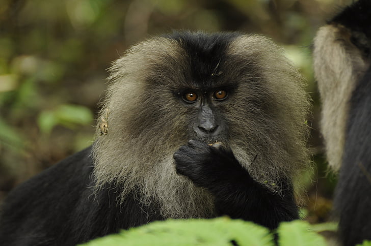 lion tailed macaque, western ghats, nature, lion, macaque, monkey, tailed
