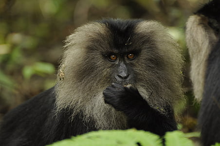 Löwe-tailed macaque, Westghats, Natur, Löwe, Makaken, Affe, angebundene