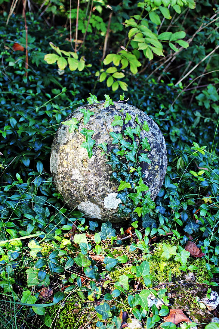 sten ball, murgröna, bollen, sten, om, övervuxna, naturen