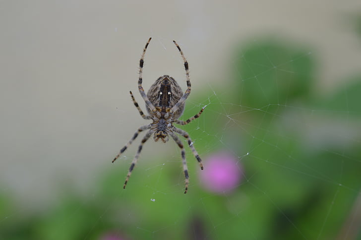 araignée, Web, arachnide, insecte