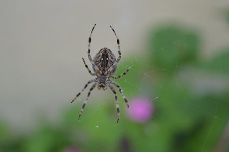 laba-laba, Web, arakhnida air, serangga