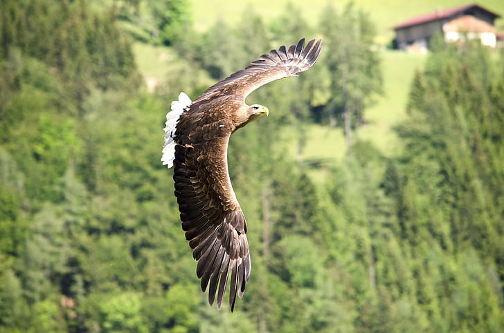 Adler, Raptor, plēsīgo putnu, freiflug, muša, medības ar piekūniem, putns
