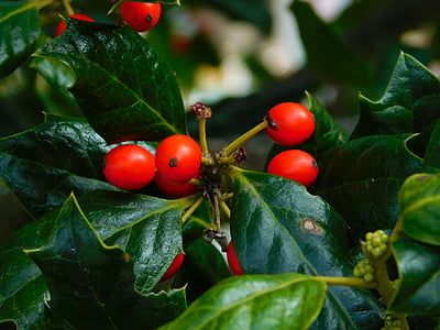 Berry, Acebo, flora, montaña, verde, rojo, planta