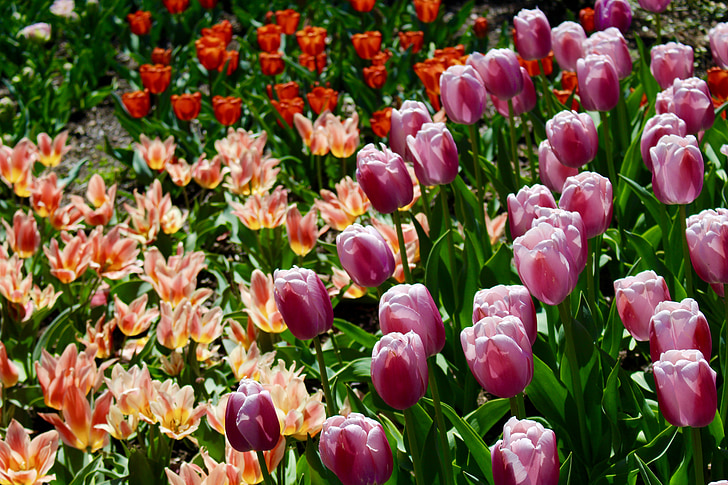 tulip, spring, blossom, flower