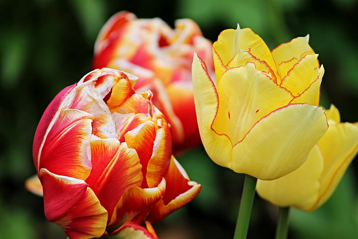 tulipanov cvet, tulipani, cvetje, pomlad, oranžna, vzcvetelo, pisane