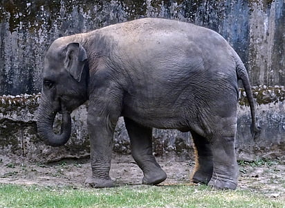 con voi, Châu á, Ấn Độ, động vật có vú, động vật, động vật hoang dã, Thiên nhiên