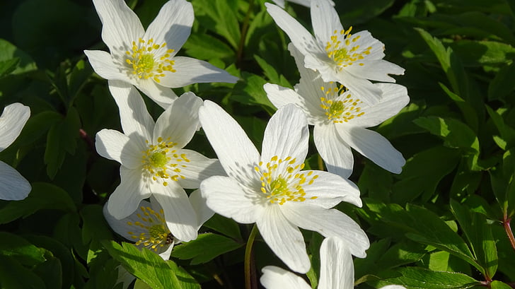 summer flowers, flower, garden, nature, plant, summer, petal