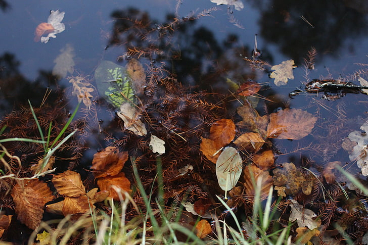 vatten, lämnar, reflektion, miljö, Leaf, hösten, faller