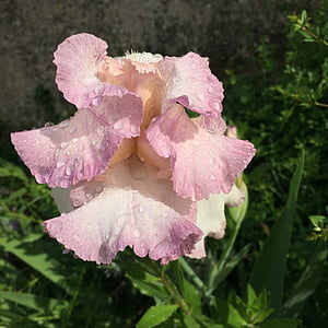 Iris, blomma, Rosa, trädgård, våren, Anläggningen, naturen