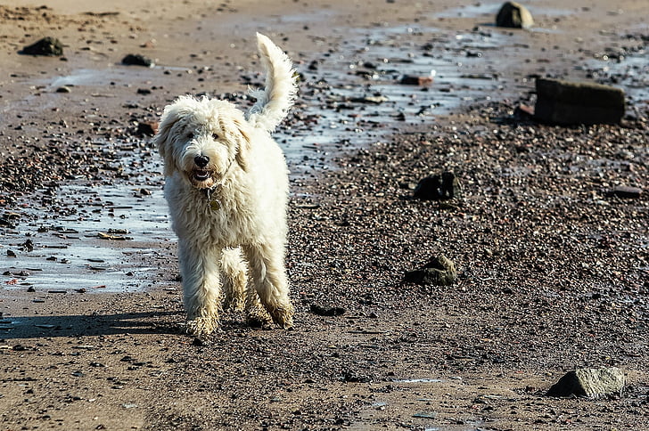 dog, sea, dog on beach, play, hybrid, beach