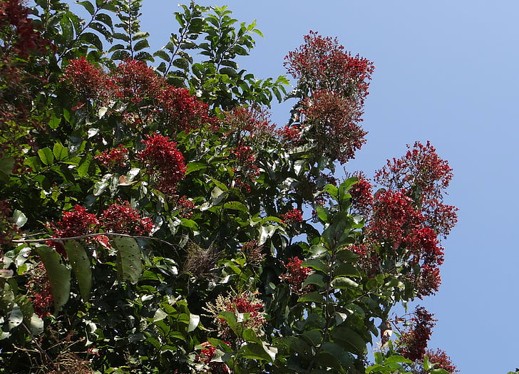 drevo, kindal, asvakarnah, Terminalia paniculata, combretaceae, pentaptera paniculata, cvetoče murdah