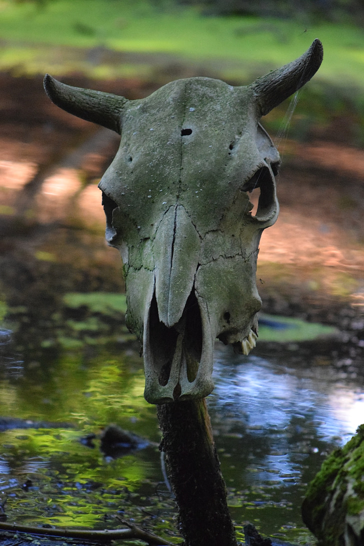 crâne, animal, Musée des Vikings, Vikings, Danemark