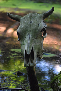 crâne, animal, Musée des Vikings, Vikings, Danemark