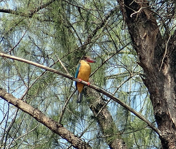 stork-billed kingfisher, casuarina tree, perching, estuary, mangroves, karwar, india