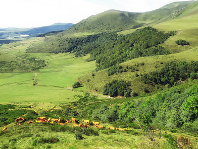 france, landscape, scenic, mountains, hills, cattle, forest