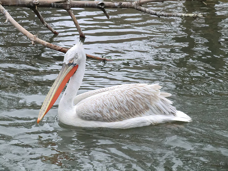 Pelican, zviera, vody, vták, Príroda, plávať, Dovolenka