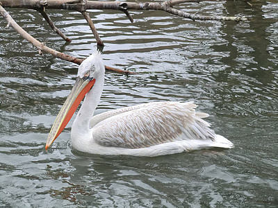 pelican, animal, water, bird, nature, swim, vacation