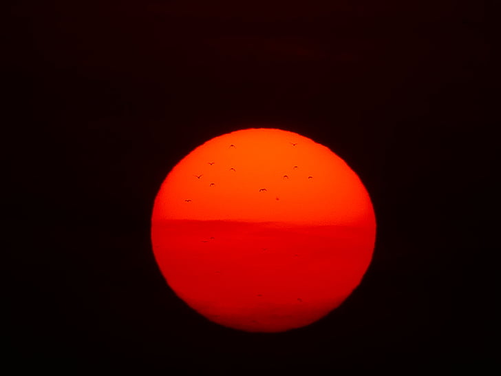 sol, bola de foc, ocells, vermell, posta de sol, natura, disc solar