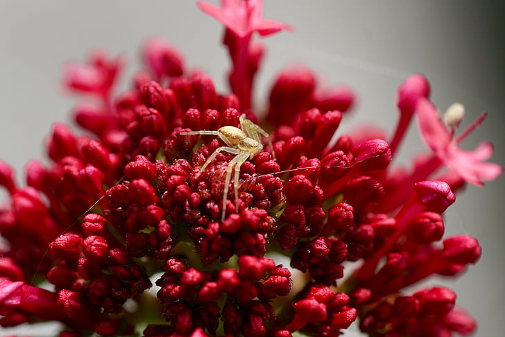 spider, nature, flower, blossom, bloom, contrast, red