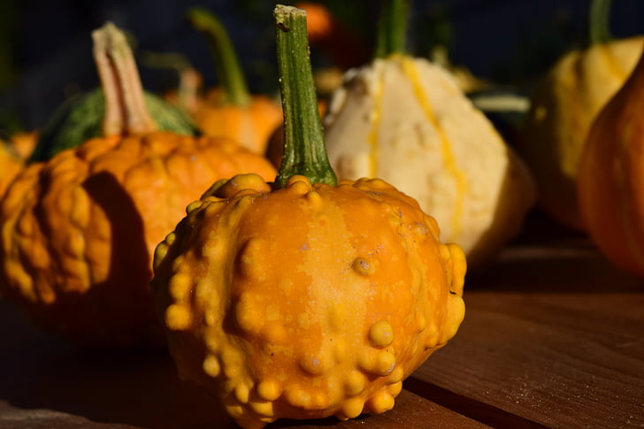 decorative squashes, pumpkins, yellow, beautiful, autumn, late summer, decoration