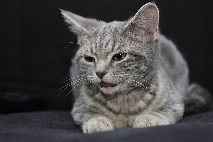 kočka, domácí zvíře, zvířata Mignons, zvíře, domácí