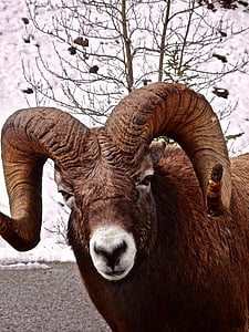 Veliki rog ovce, RAM-a, biljni i životinjski svijet, planine, rogat, glava, Kanada