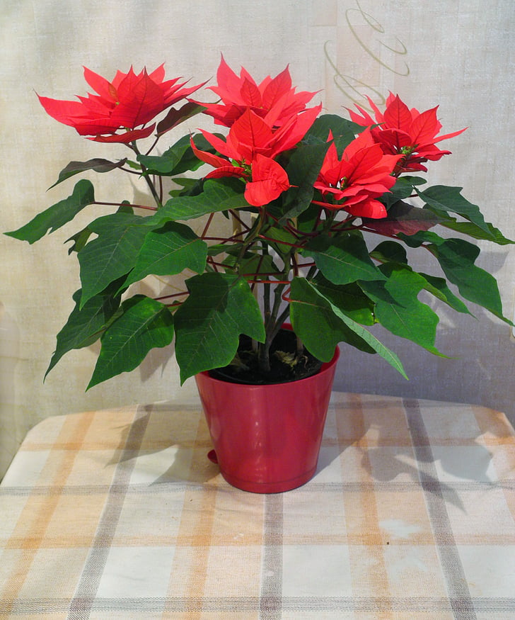 flowers, houseplants, bloom, plants in pots, indoor plant