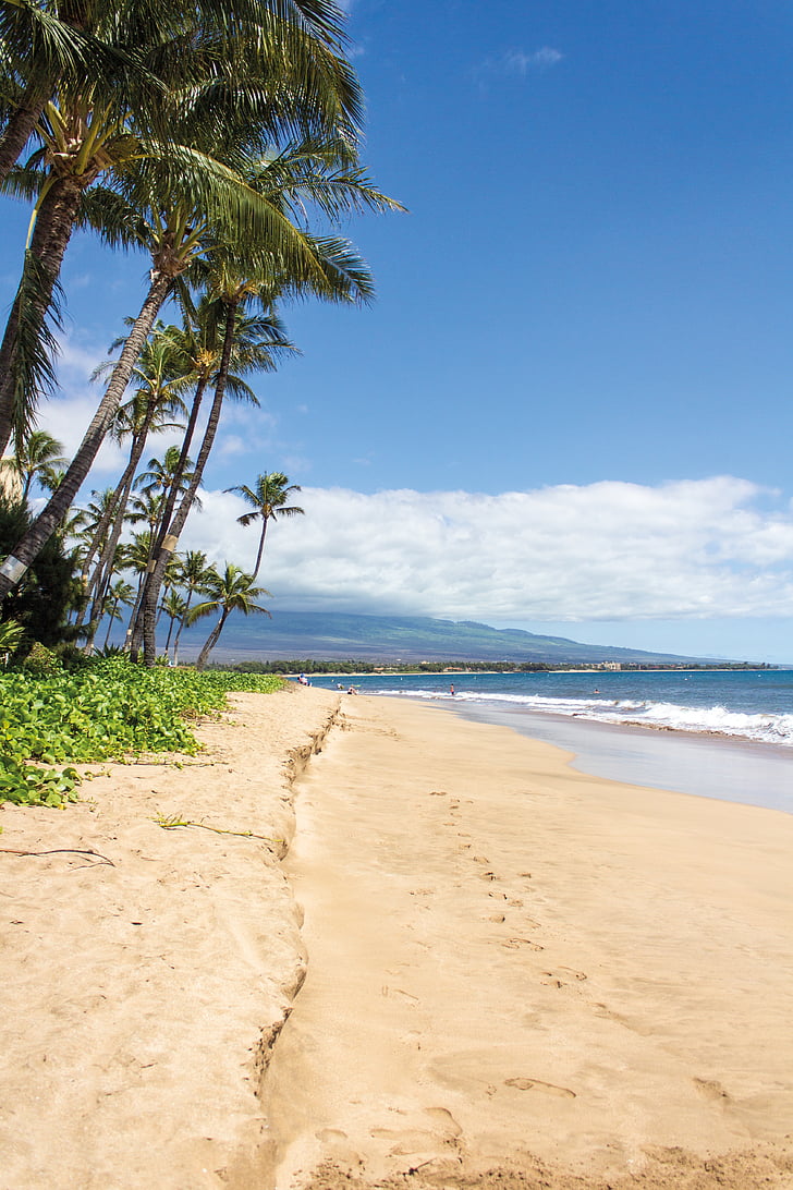 plage, palmiers, Hawaii, Maui, paysage, sable, mer