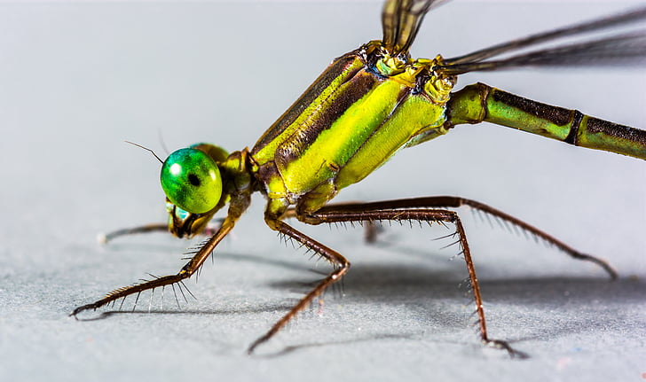 libellula, insetto, chiudere, occhio, verde, composto, gambe
