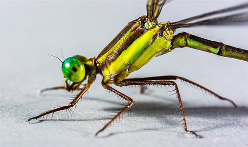 แมลงปอ, แมลง, ปิด, ตา, สีเขียว, สารประกอบ, ขา