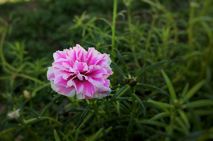 Portulaca grandiflora, Indonésio, interesse em 09:00, natureza, planta, cor-de-rosa, pétala