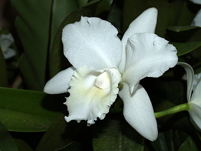 Orquídea, flor, brillante, violeta, flora, crecimiento, decoración