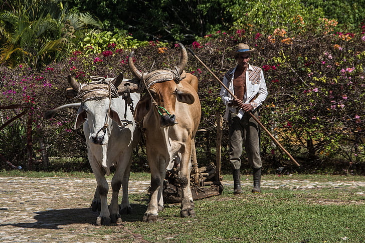 agricoltura, bue, bestiame, azienda agricola, Cuba, mucca, agricoltore