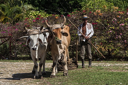Agriculture, Ox, bétail, ferme, Cuba, vache, agriculteur