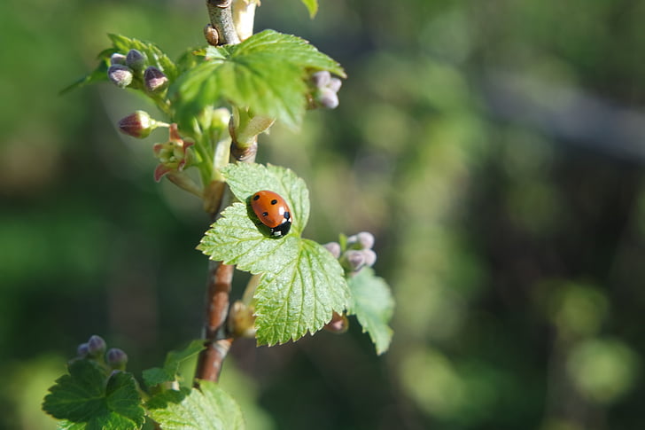 våren, vinbär, Ladybird