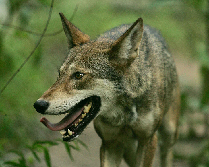 Wolf, červená, psie, voľne žijúcich živočíchov, cicavec, Príroda, divoké
