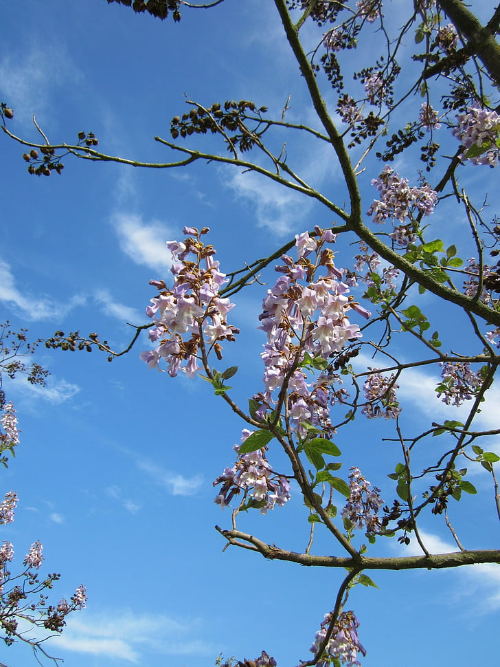 Paulownia tomentosa, albero imperatrice, Princess tree, albero digitale, albero, pianta, Flora
