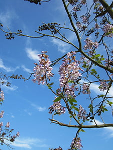 Paulownia tomentosa, keisarinna puu, Princess tree, Sormustinkukka puu, puu, kasvi, Flora